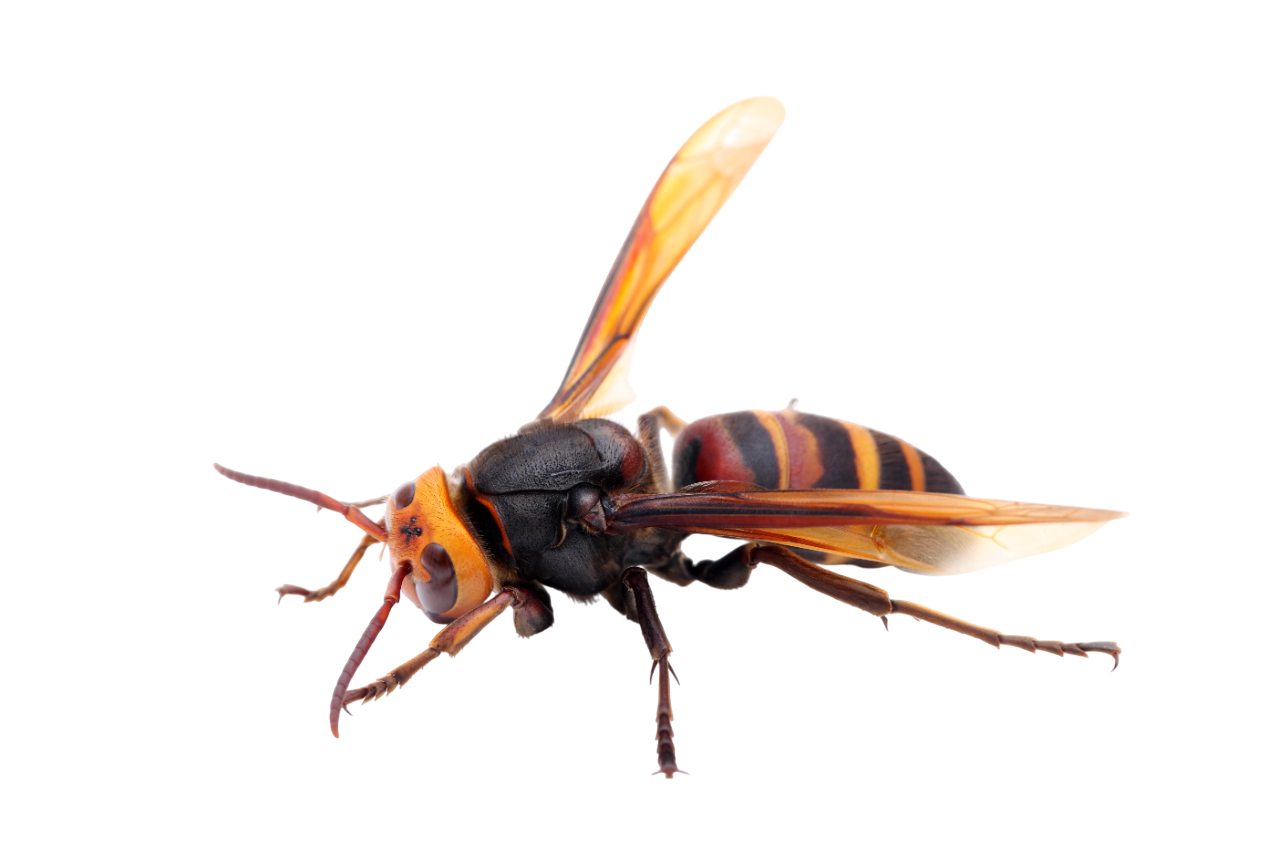 Уничтожение шершней