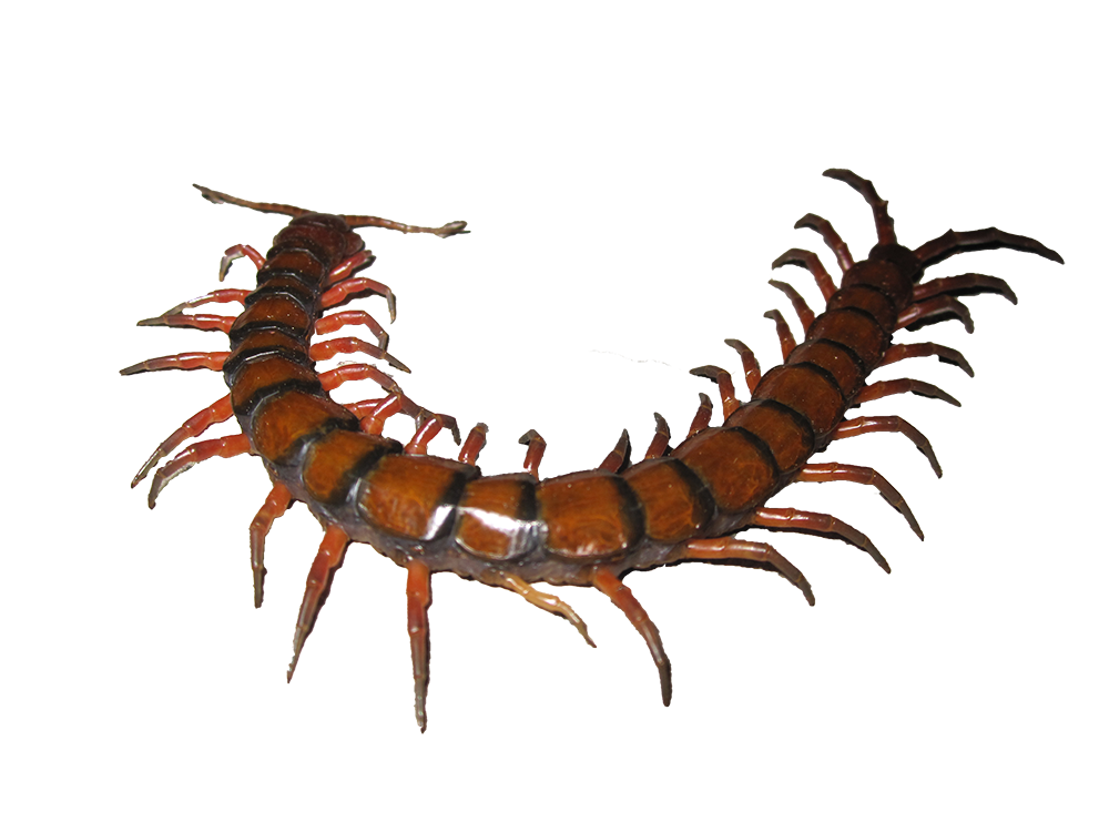 Избавление от сколопендр